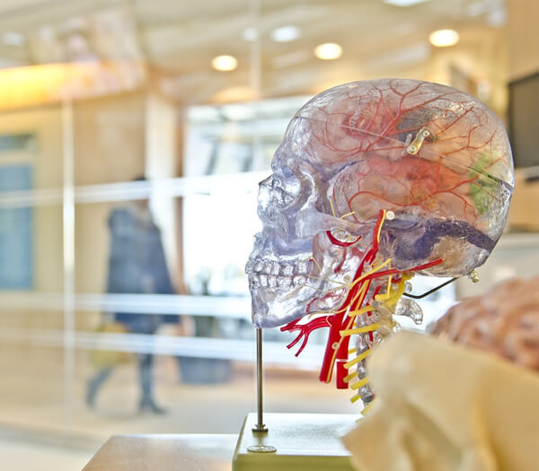Sistema cardiovascular